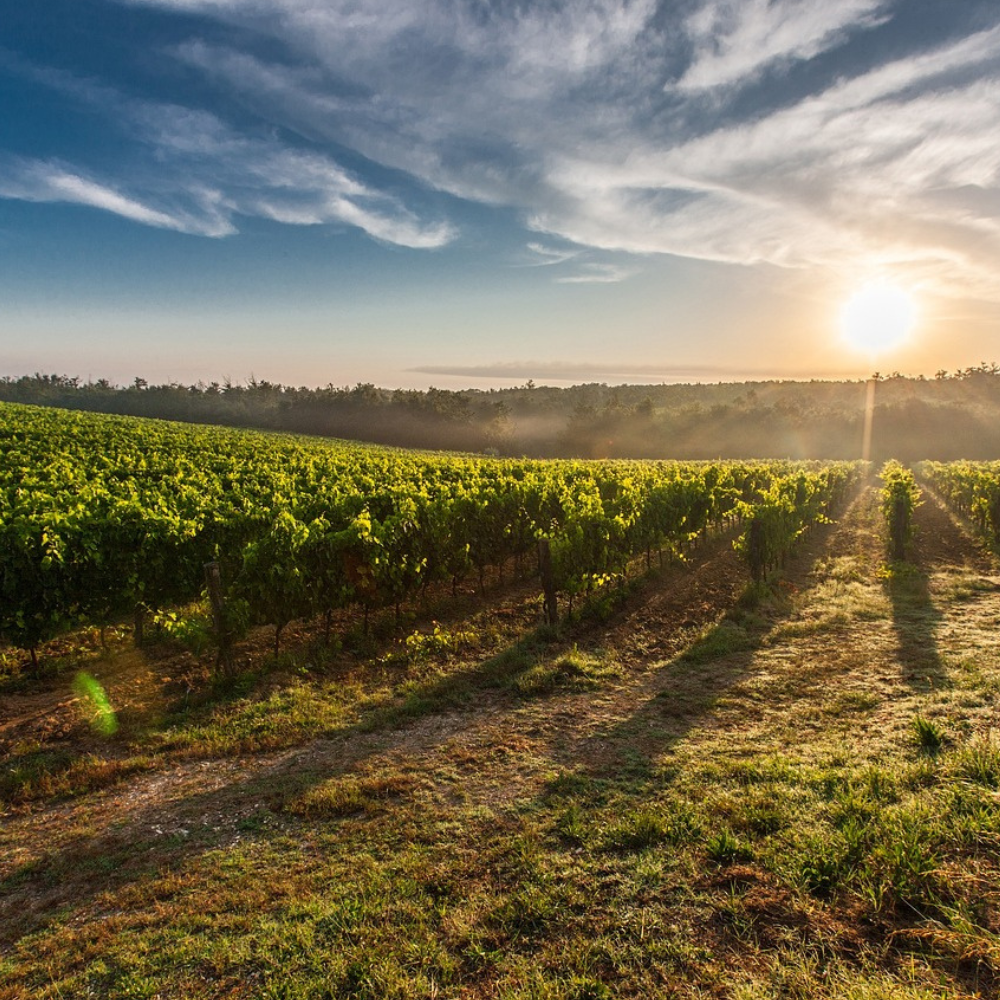 Il Lazio e il suo tesoro vinicolo: esplorando le potenzialità dei vigneti regionali